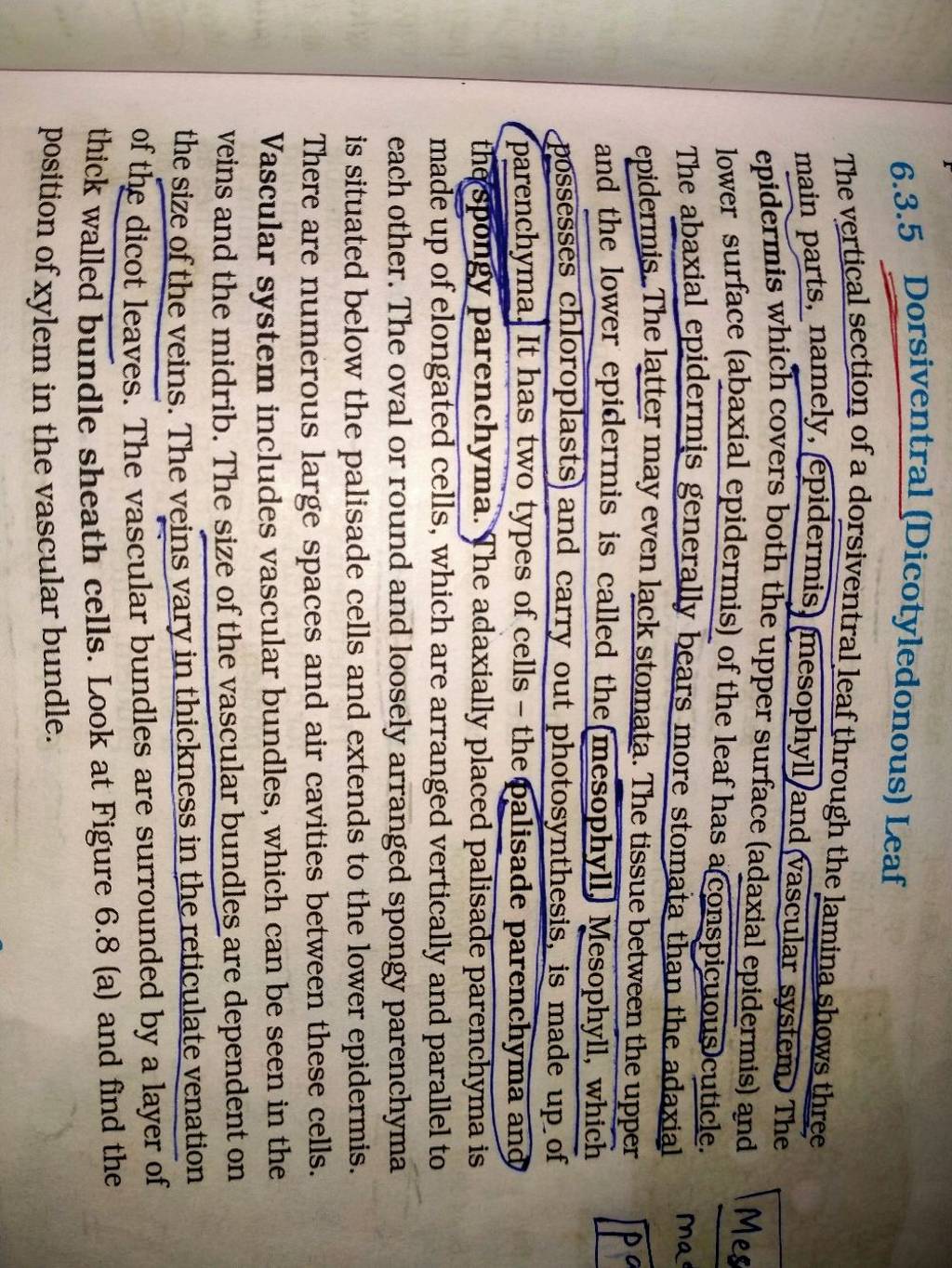 6.3.5 Dorsiventral (Dicotyledonous) Leaf The vertical section of a dorsiv..