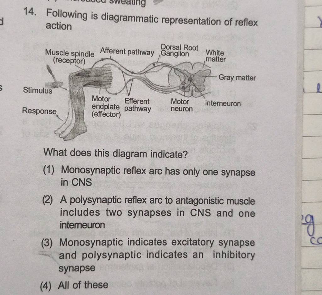 following-is-diagrammatic-representation-of-reflex-action-what-does-this