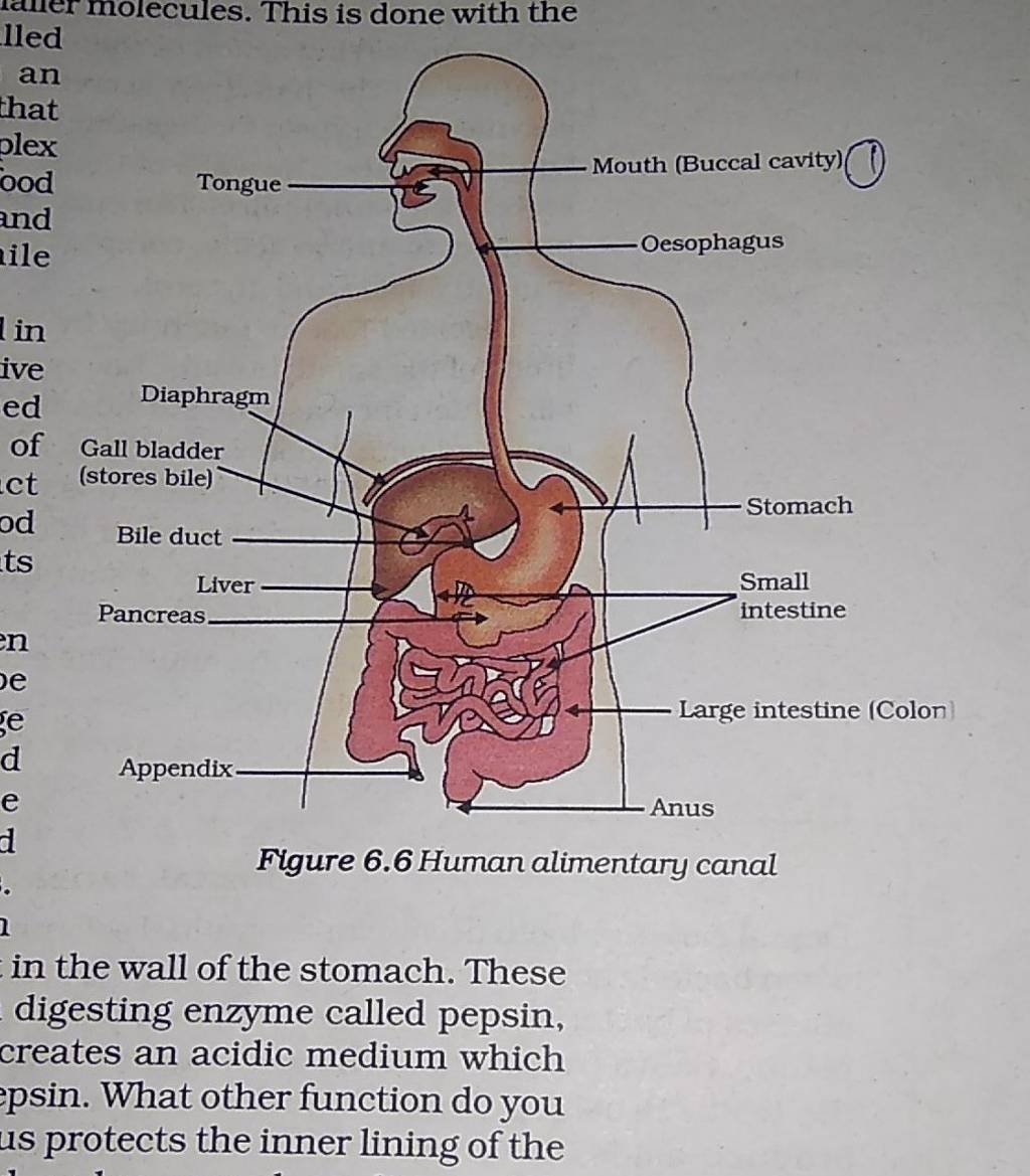 pepsin in the digestive system