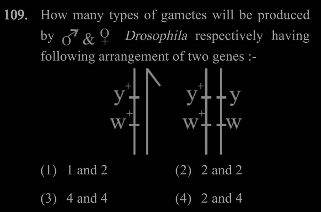 How many types of gametes will be produced by π \& 7 Drosophila respectiv..