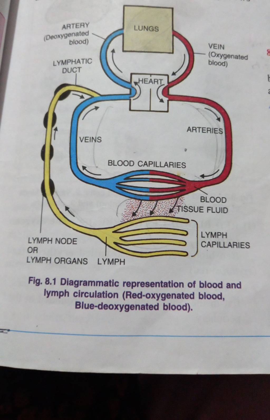 Fig 8 1 Diagrammatic Representation Of Blood And Lymph Circulation Red