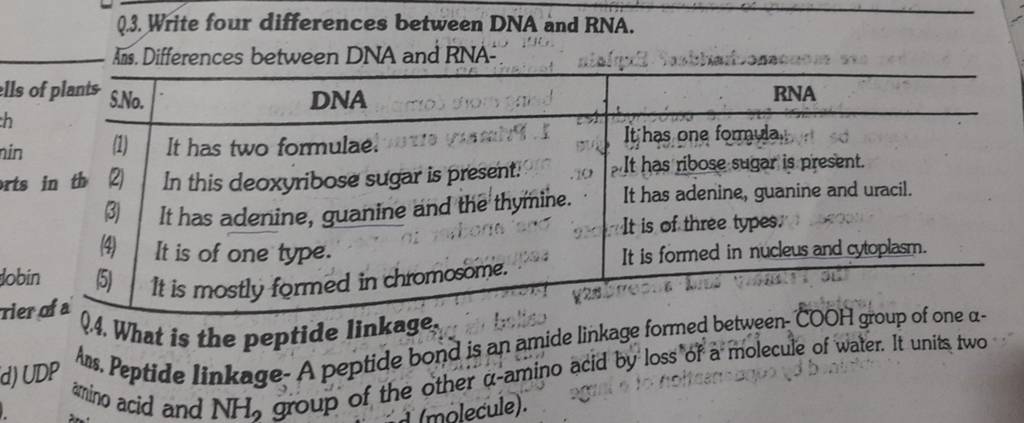 Q.3. Write four differences between DNA and RNA. Ans. Differences between..