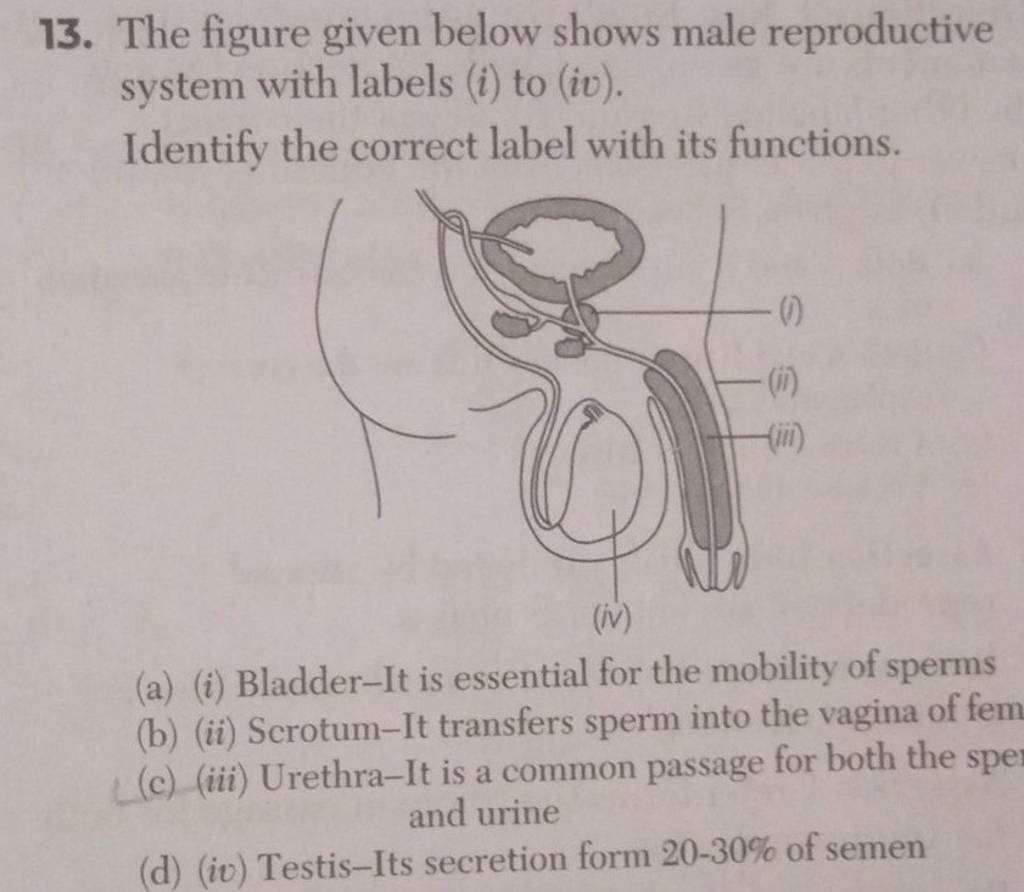The figure given below shows male reproductive system with labels (i) to