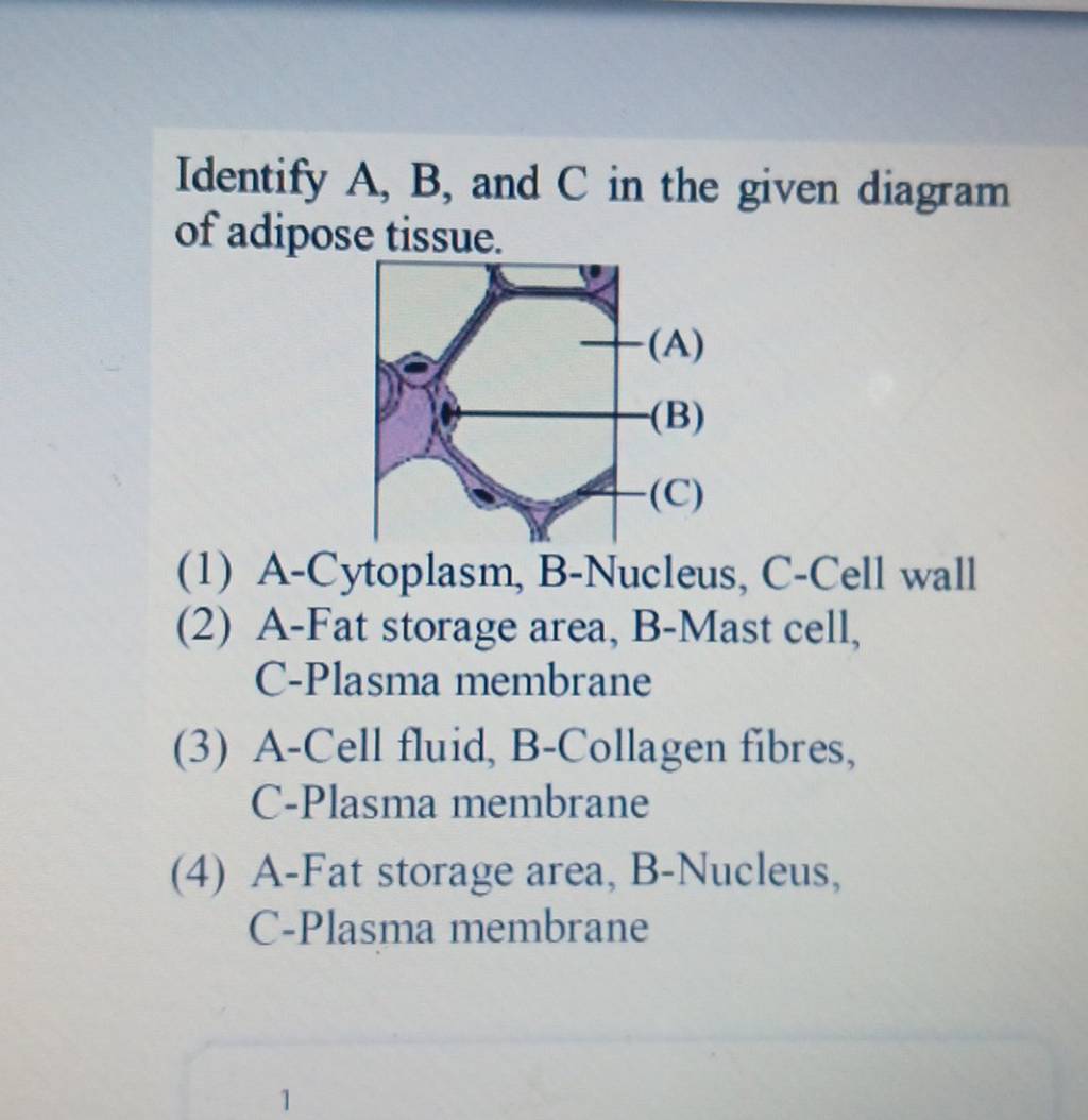 Identify A,B, And C In The Given Diagram Of Adipose Tissue. | Filo