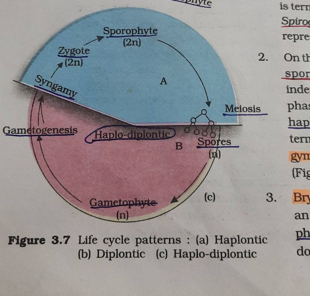 Figure 3.7 Life Cycle Patterns : (a) Haplontic (b) Diplontic (c) Haplo-di..