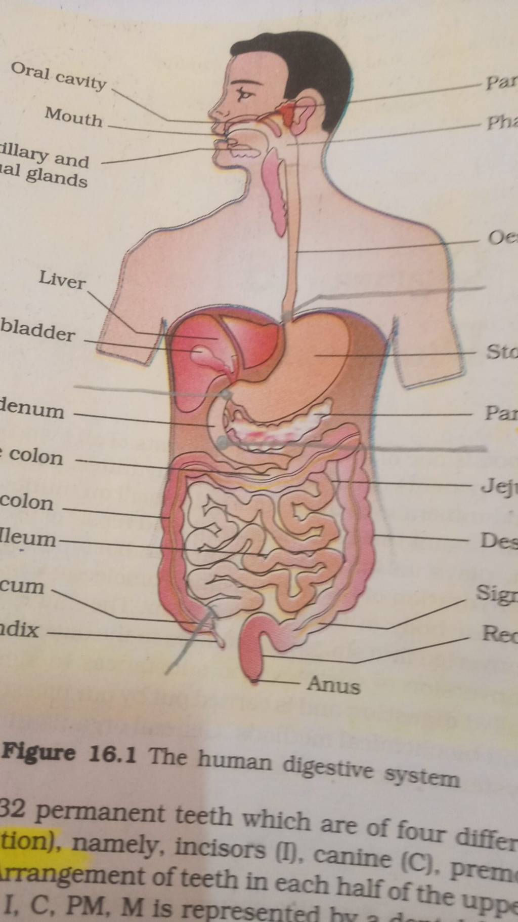 Figure 16.1 The human digestive system 32 permanent teeth which are of fo..
