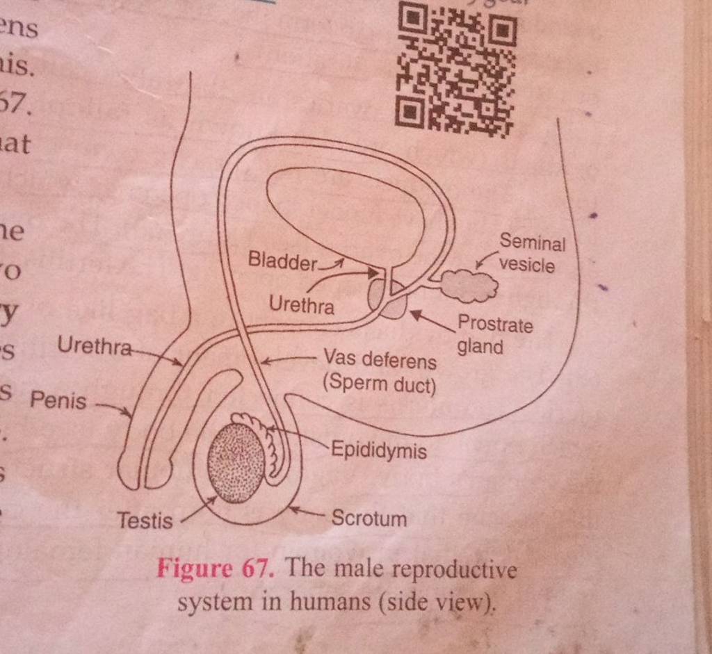 figure-67-the-male-reproductive-system-in-humans-side-view-filo