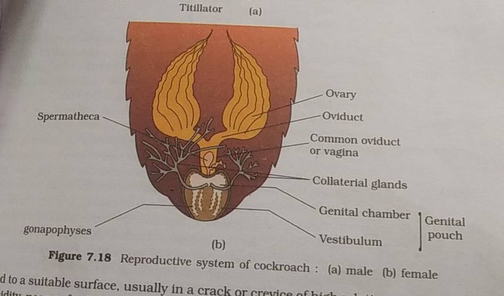 Titillator (a) Figure 7.18 Reproductive system of cockroach : (a) male (b..