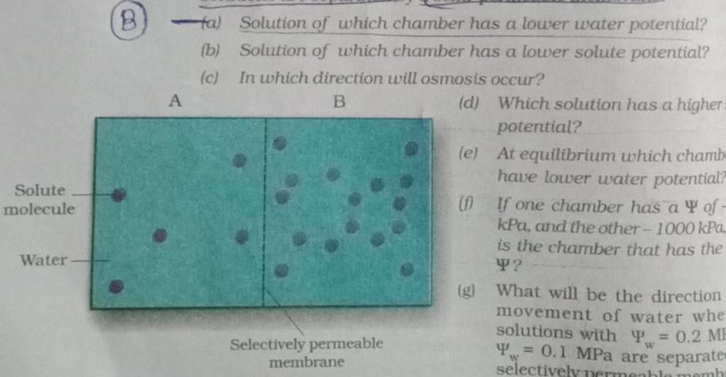 (B) (a) Solution of which chamber has a lower water potential?
(b) Sol