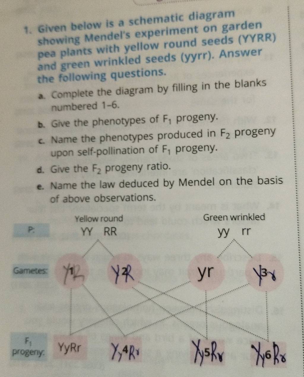 Given Below Is A Schematic Diagram Showing Mendel's Experiment On Garden