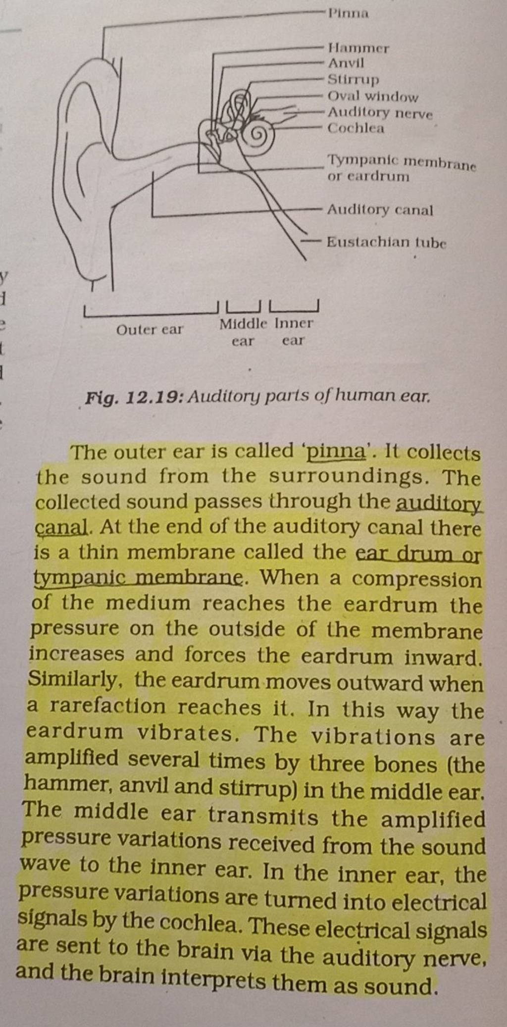 fig-12-19-auditory-parts-of-human-ear-the-outer-ear-is-called-pinna
