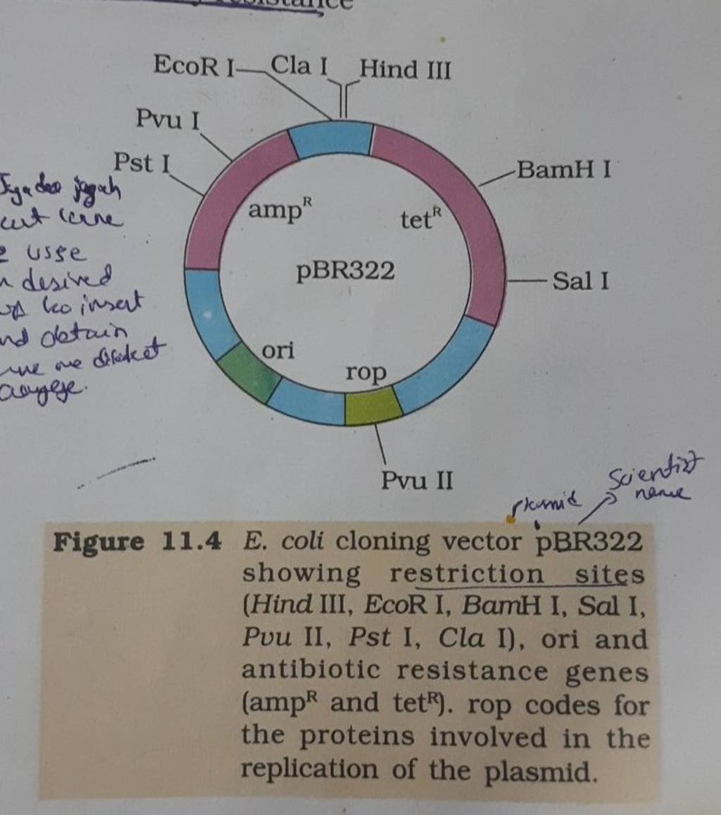 Figure 11.4 E. Coli Cloning Vector PBR322 Showing Restriction Sites (Hind..