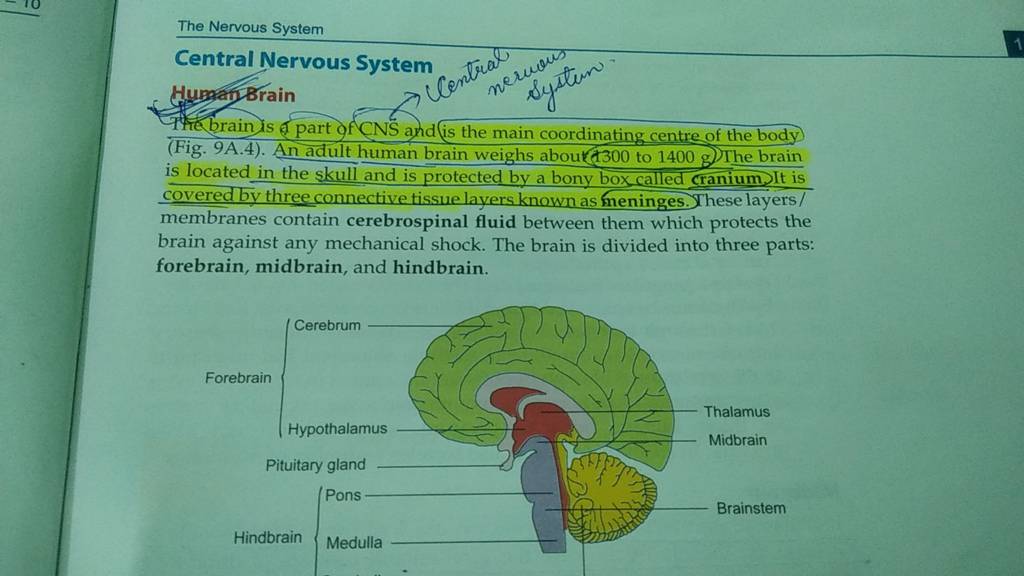 the-nervous-system-central-nervous-system-human-brain-fig-9a-4-an-adu