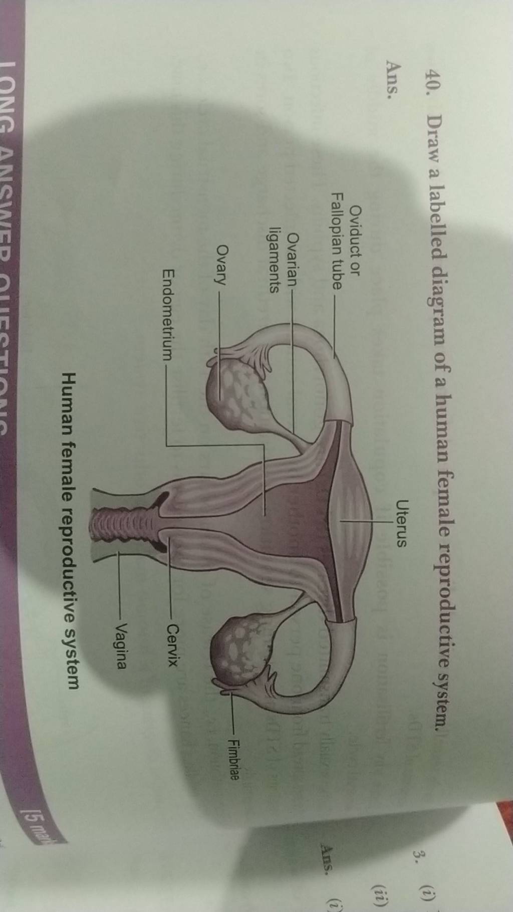 40. Draw A Labelled Diagram Of A Human Female Reproductive System. | Filo