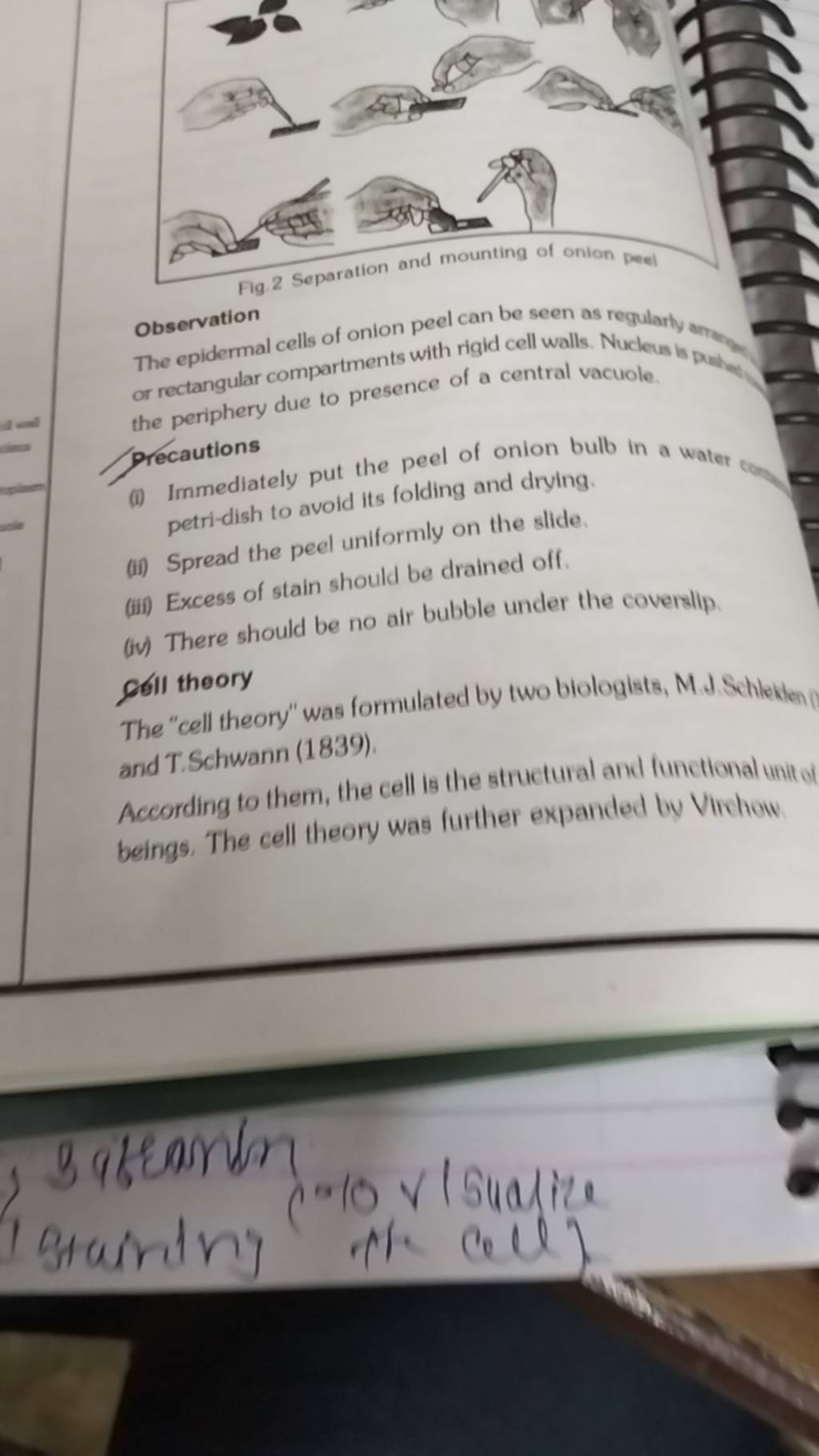 2 Separation and mounting of onion peel Observation The epidermal cells o..