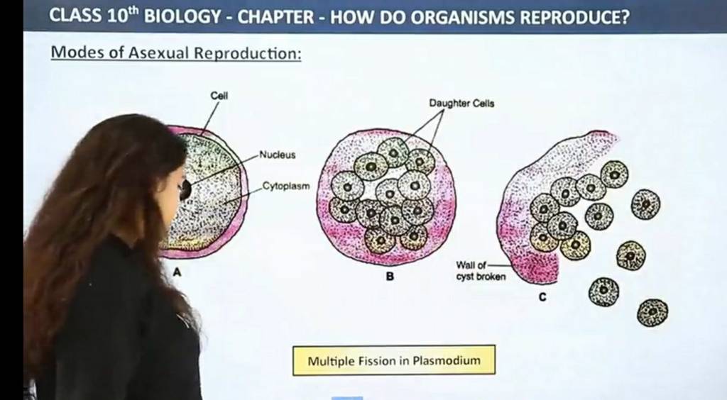 Class 10th Biology Chapter How Do Organisms Reproduce Modes Of Asex