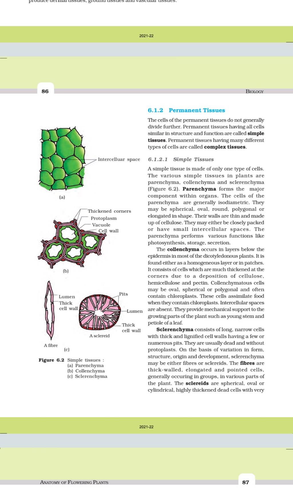 Permanent Tissue-Types And Functions of Permanent Tissue