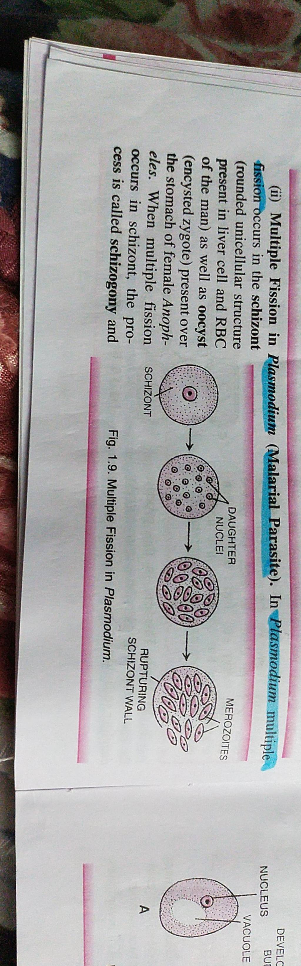 ii-multiple-fission-in-plasmodium-malarial-parasite-in-plasmodium-mu