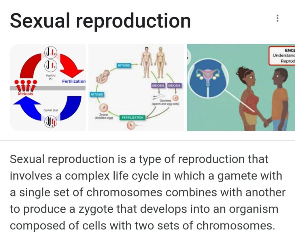 Sexual Reproduction Sexual Reproduction Is A Type Of Reproduction That In 