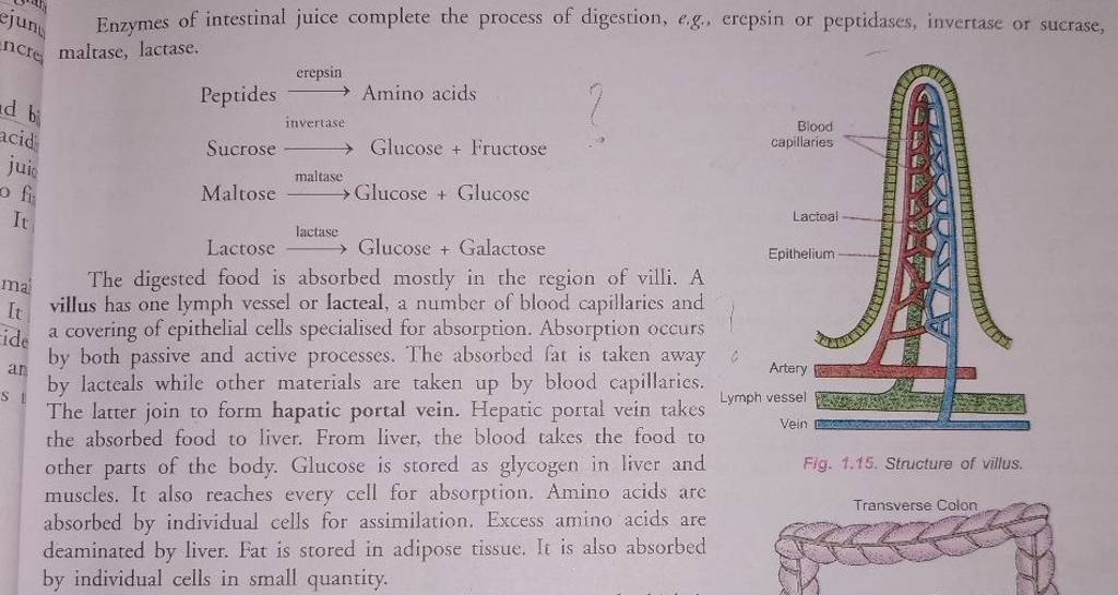 Enzymes of intestinal juice complete the process of digestion, e.g., erep..