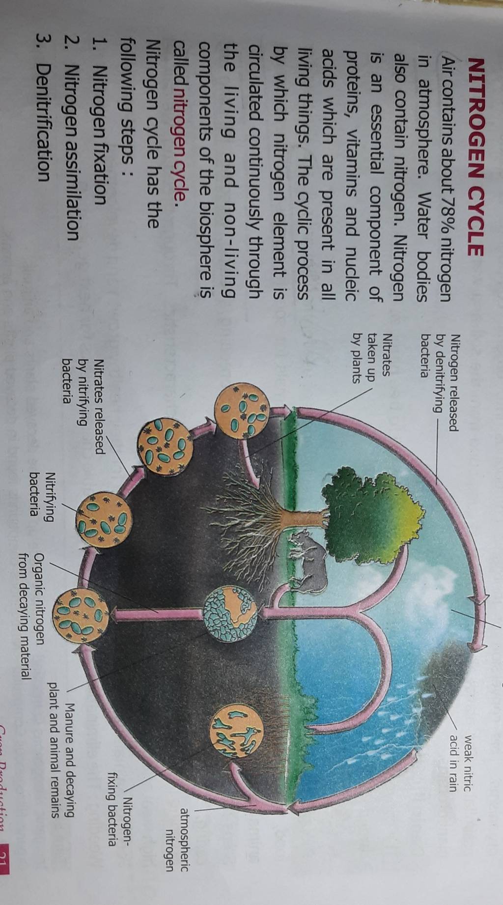 NITROGEN CYCLE Air contains about 78% nitrogen Nitrogen released in atmo..