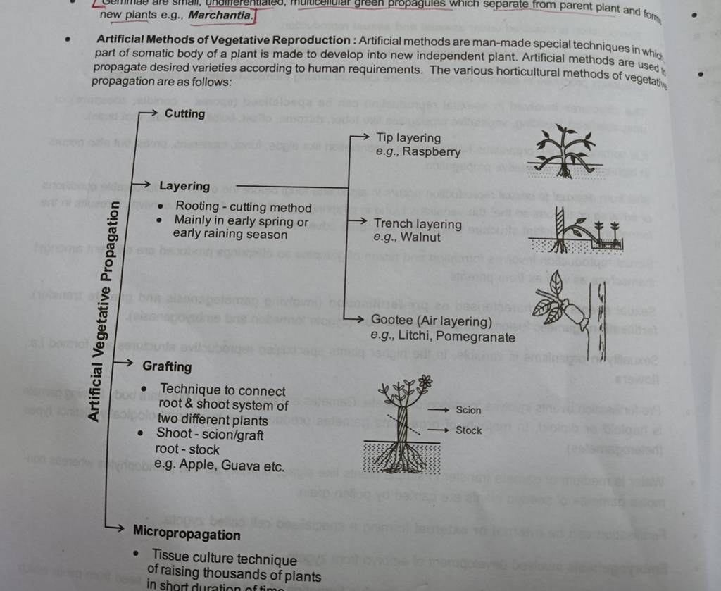  Artificial Methods of Vegetative Reproduction Artificial methods are