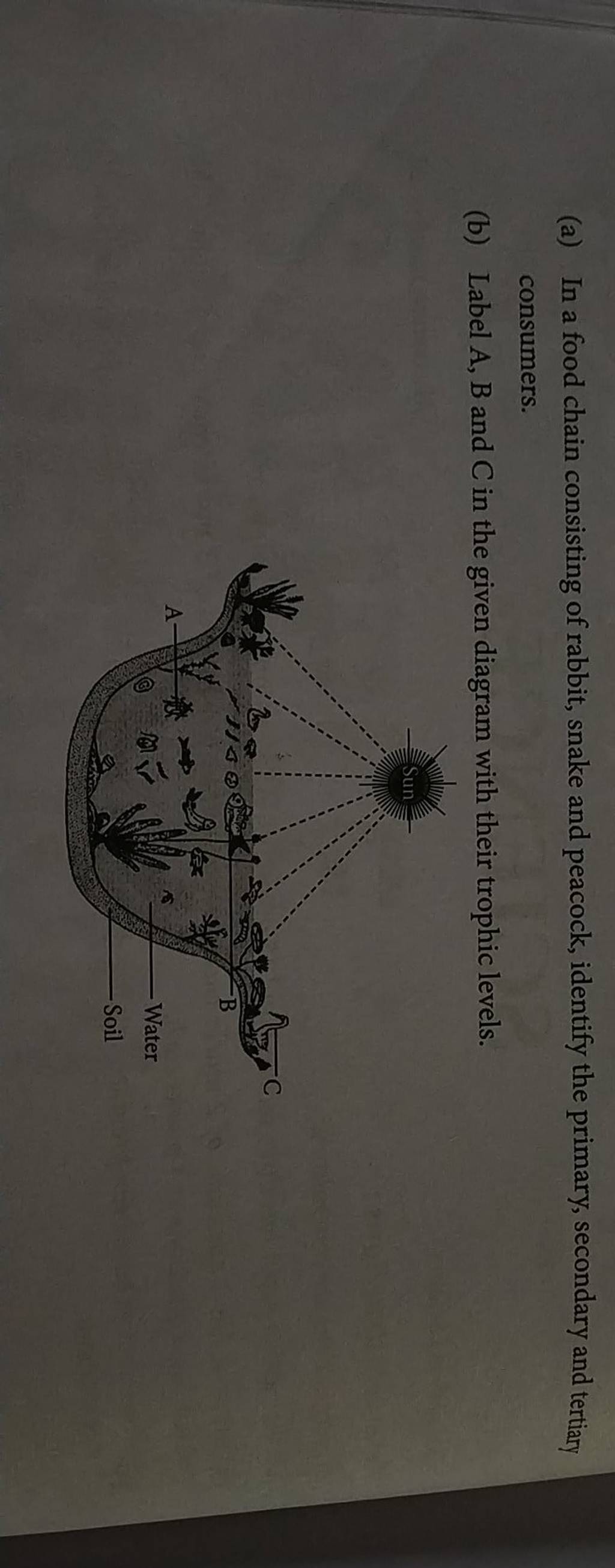 a In a food chain consisting of rabbit snake and peacock identify the Biology Diagrams