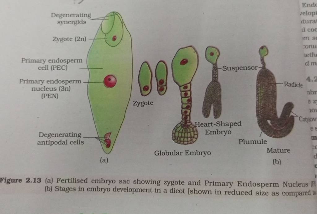 Figure 2.13 (a) Fertilised embryo sac showing zygote and Primary Endosper..