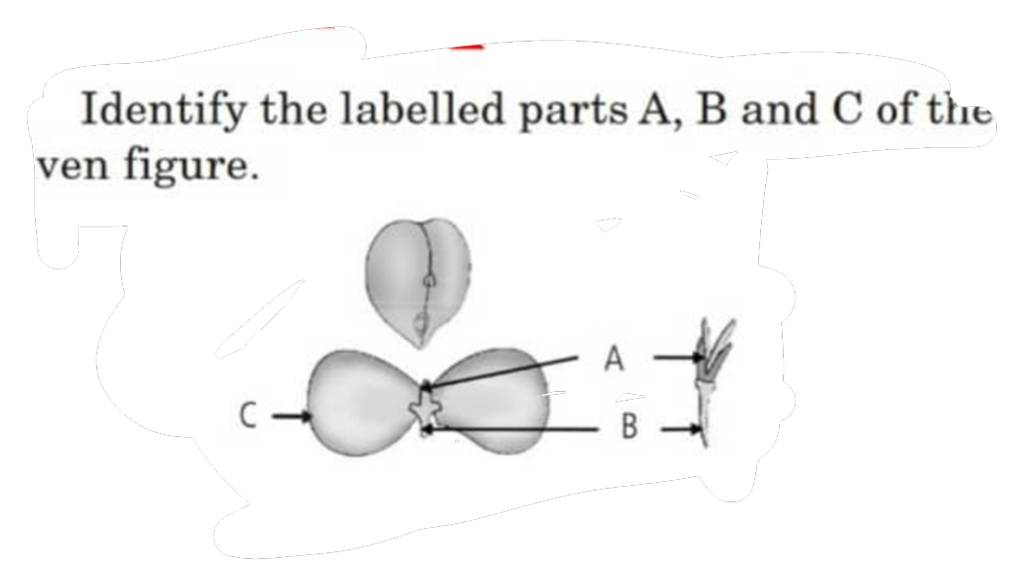 Identify The Labelled Parts A B And C Of The Ven Figure Filo