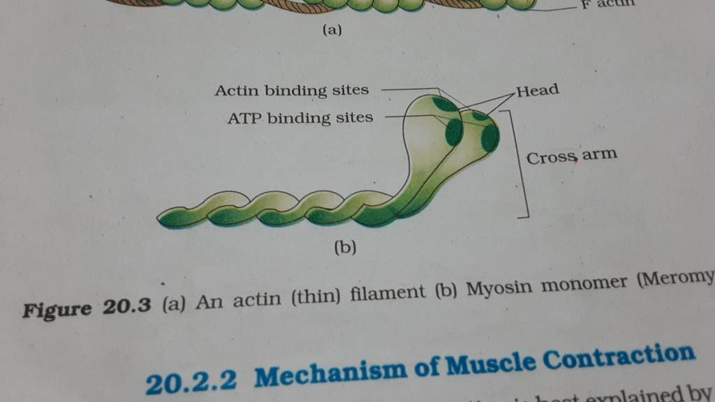 (a) Figure 20.3 (a) An Actin (thin) Filament (b) Myosin Monomer (Meromy 2..