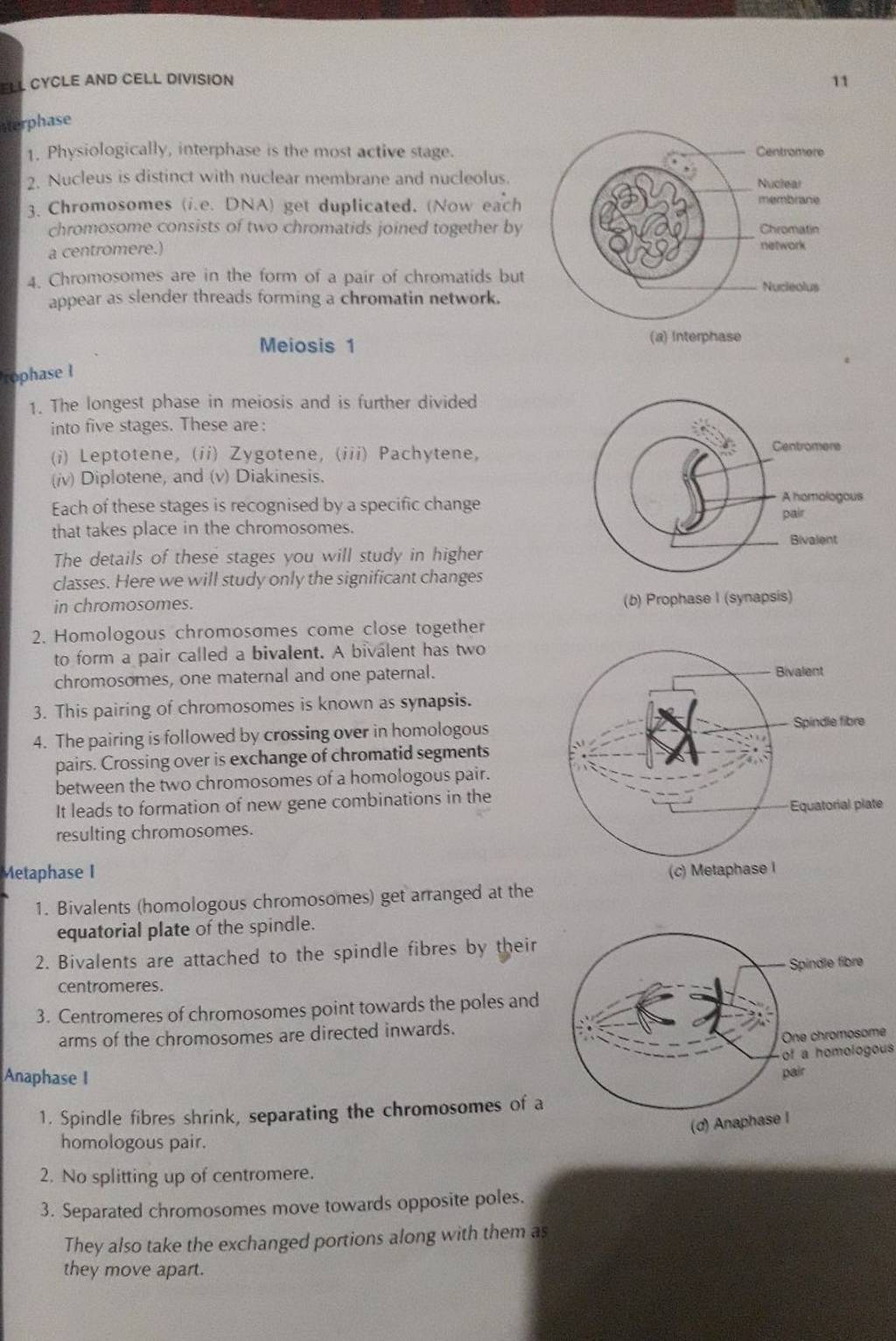 Metaphase I equatorial plate of the spindle. Filo