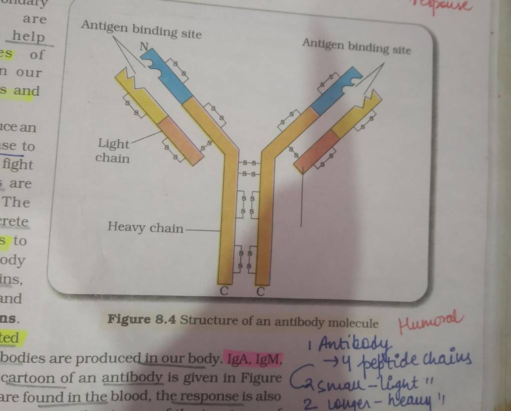 Figure 8.4 Structure Of An Antibody Molecule Humoral I Antibody Bodies Ar..