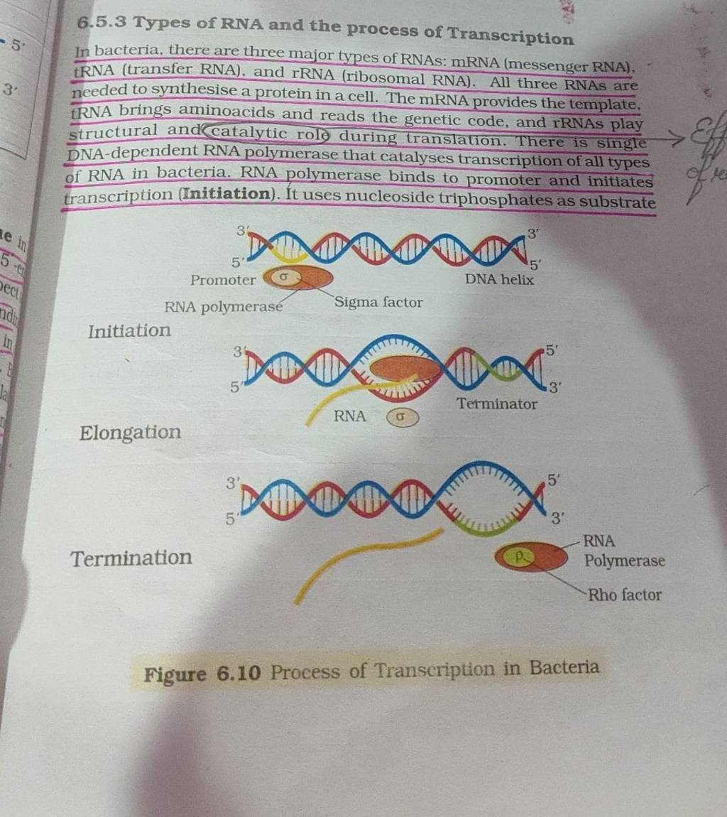 6 5 3 types of rna and the process of transcription in bacteria there ar 