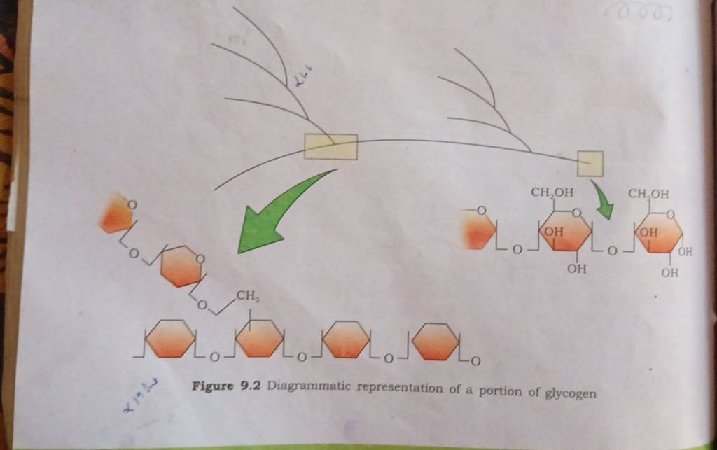 * Figure 9.2 Diagrammatic representation of a portion of glycogen | Filo
