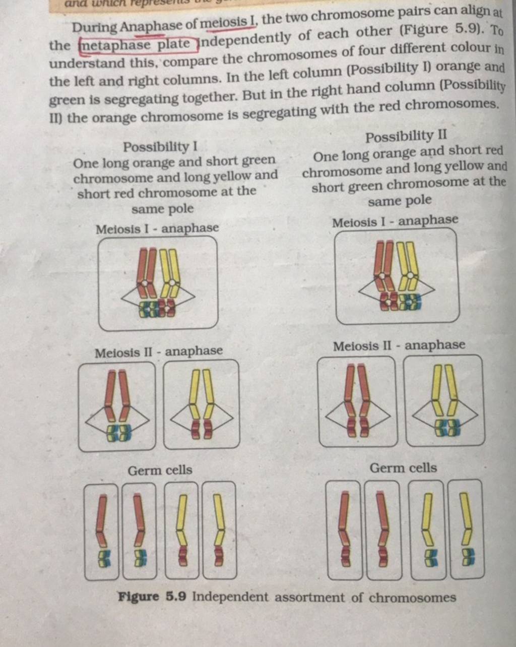 During Anaphase of meiosis I, the two chromosome pairs can align at the n..