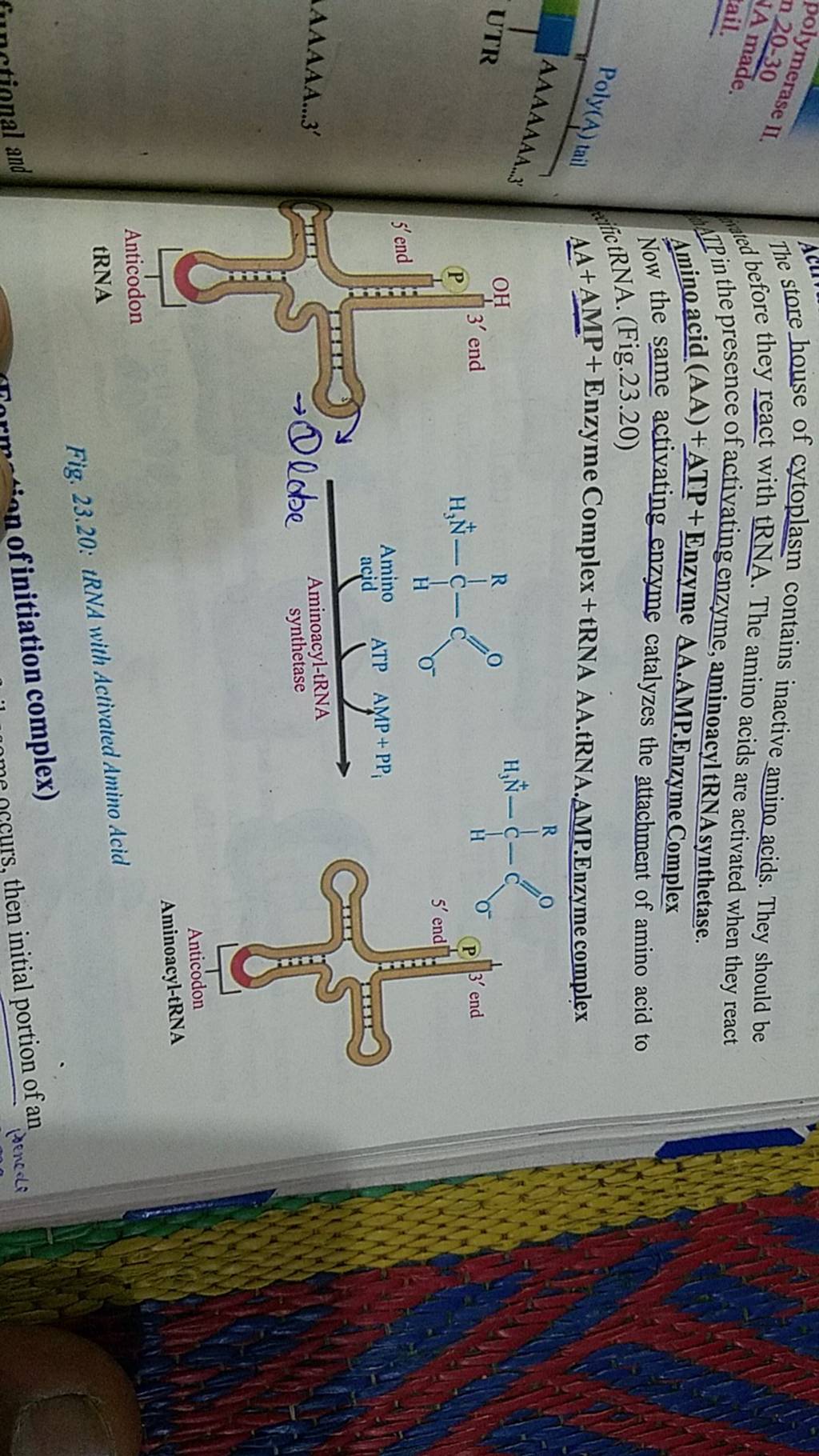 The store house of cytoplasm contains inactive amino acids. They should b..
