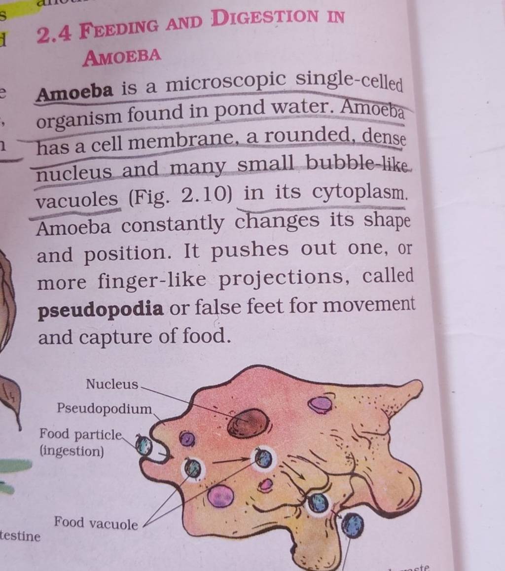 amoeba-definition-and-examples-biology-online-dictionary