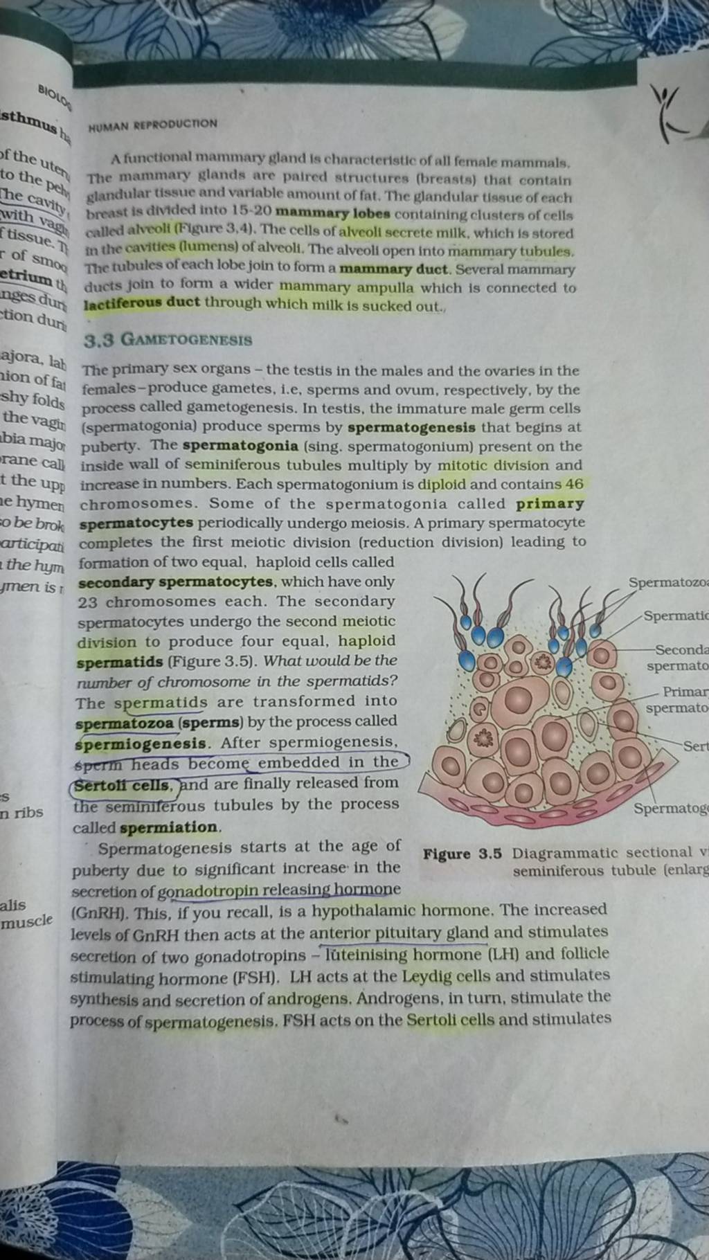 a-functional-mammary-gland-is-characteristic-of-all-female-mammals-the-m