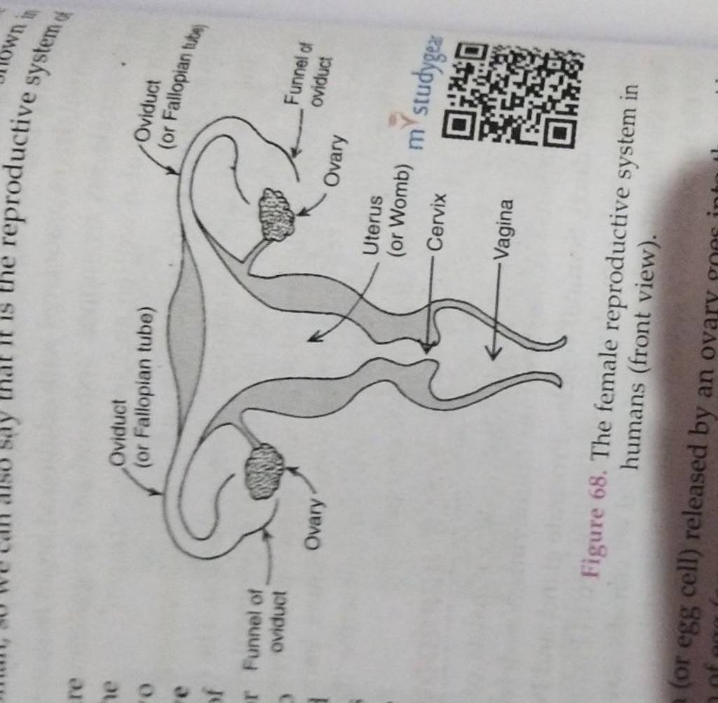 Figure 68. The female reproductive system in humans (front view). (or egg..