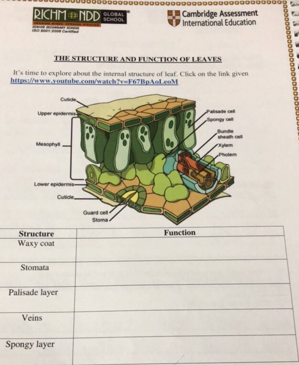 What Is The Structure And Function Of Leaves