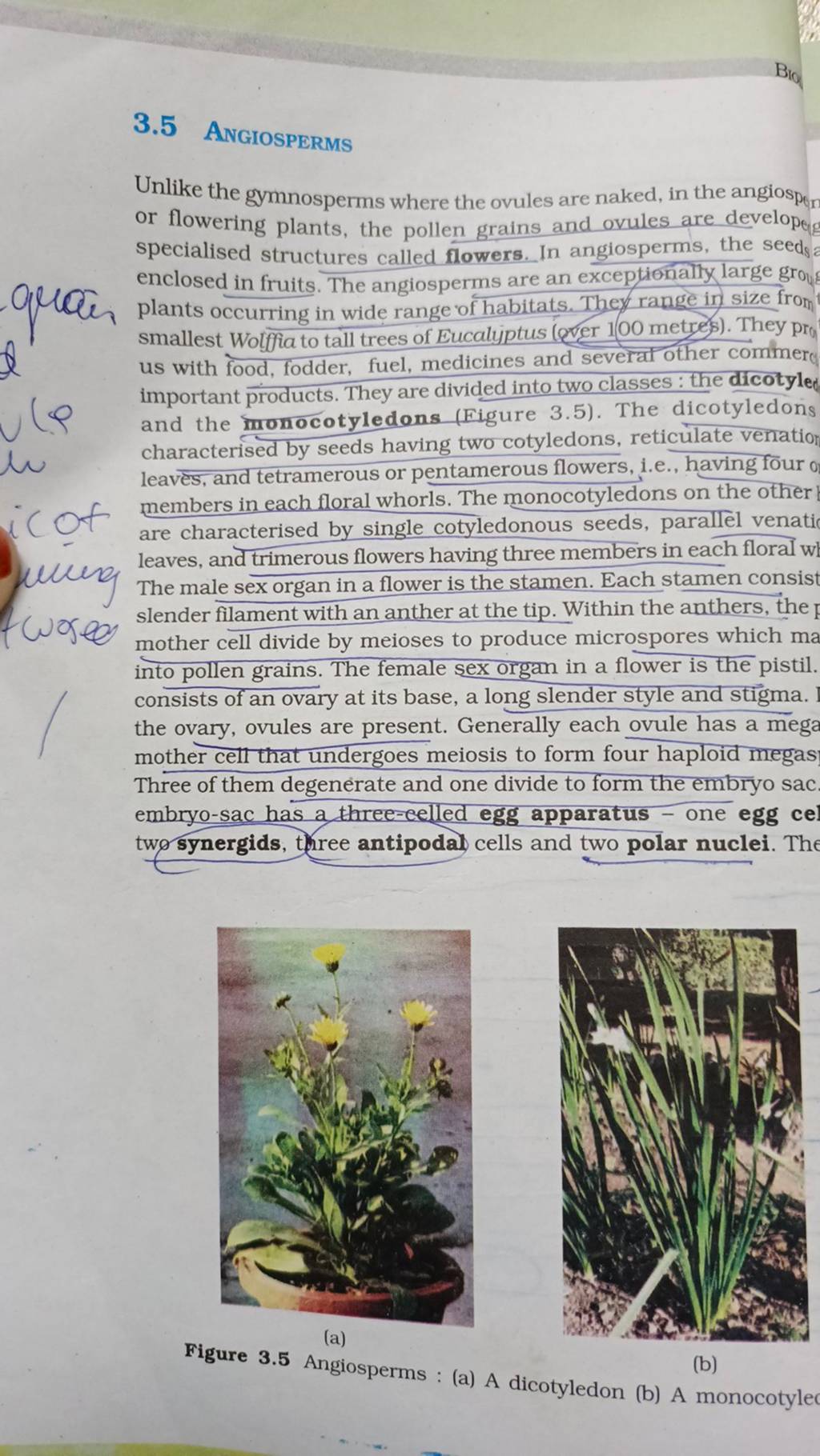 3.5 ANGIOSPERMS Unlike the gymnosperms where the ovules are naked, in the..