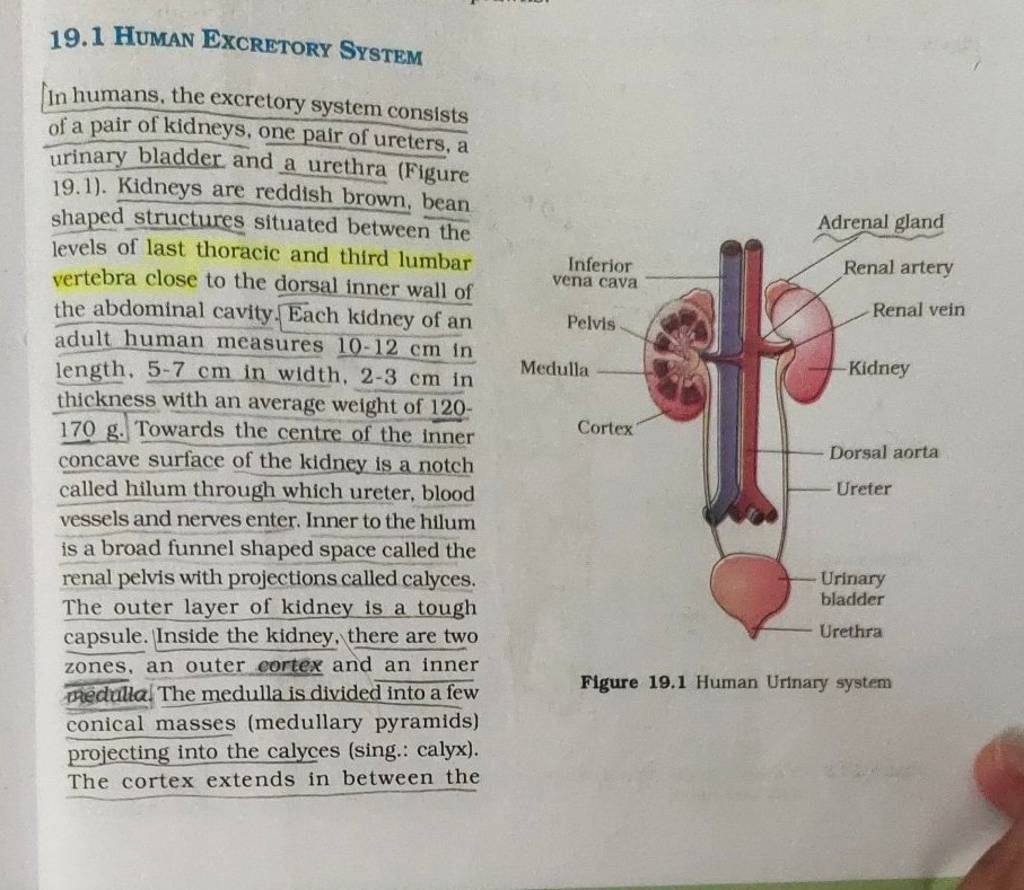 19-1-human-excretory-system-in-humans-the-excretory-system-consists-of-a