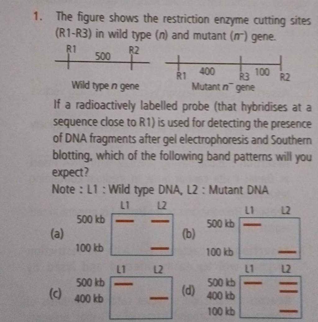 1. The figure shows the restriction enzyme cutting sites (R1R3) in wild