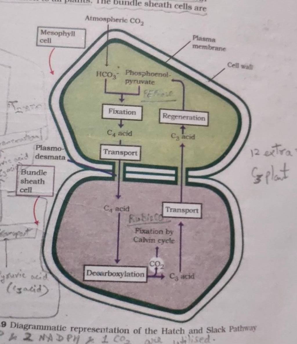 8-diagrammatic-representation-of-the-hatch-and-slack-pathway-2-2-nydpv