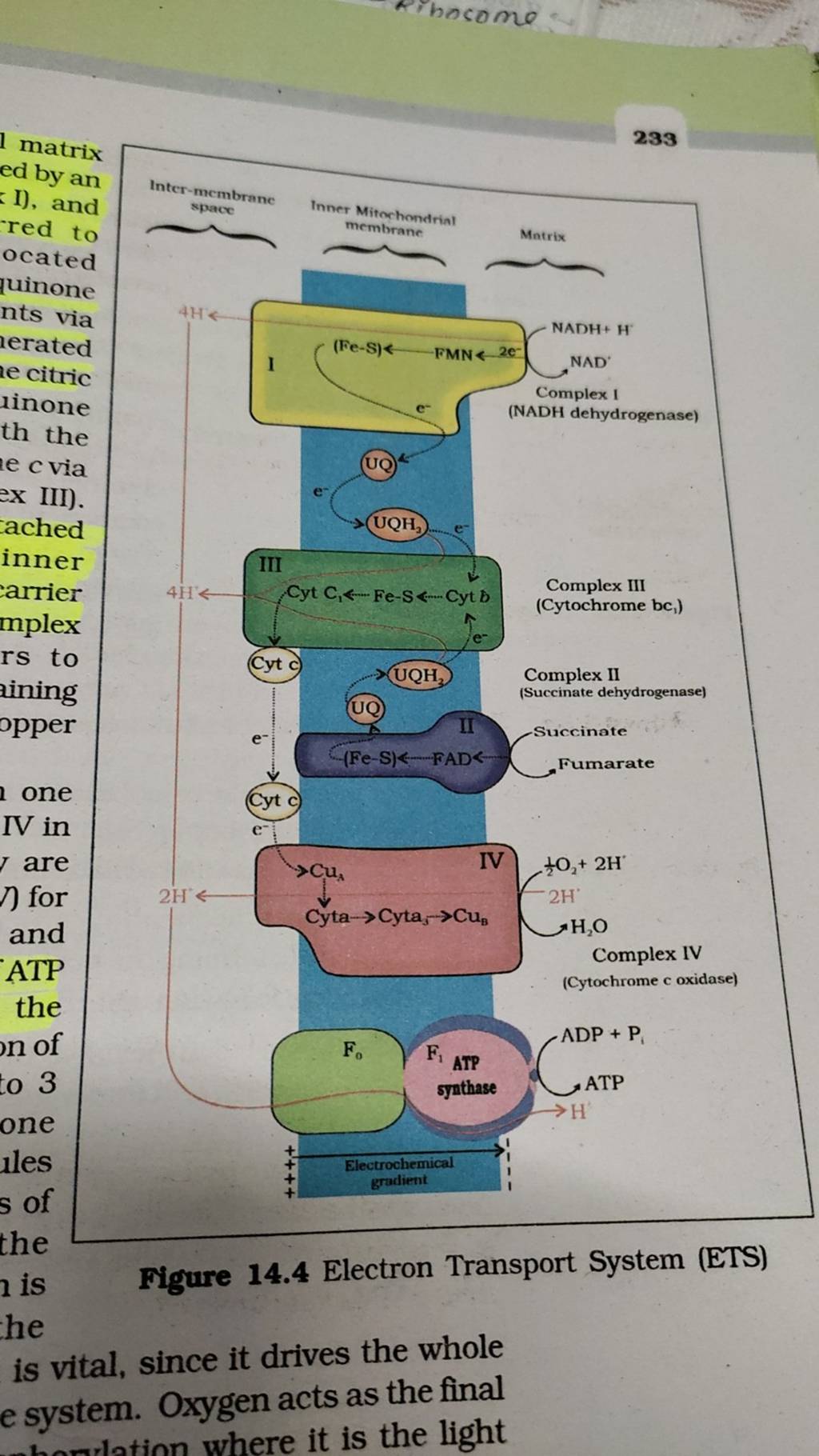 Migure 14.4 Electron Transport System (ETS) he is vital, since it drives