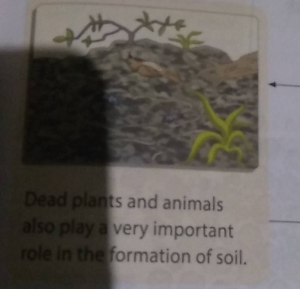 Dead plants and animals also play a very important role in the formation