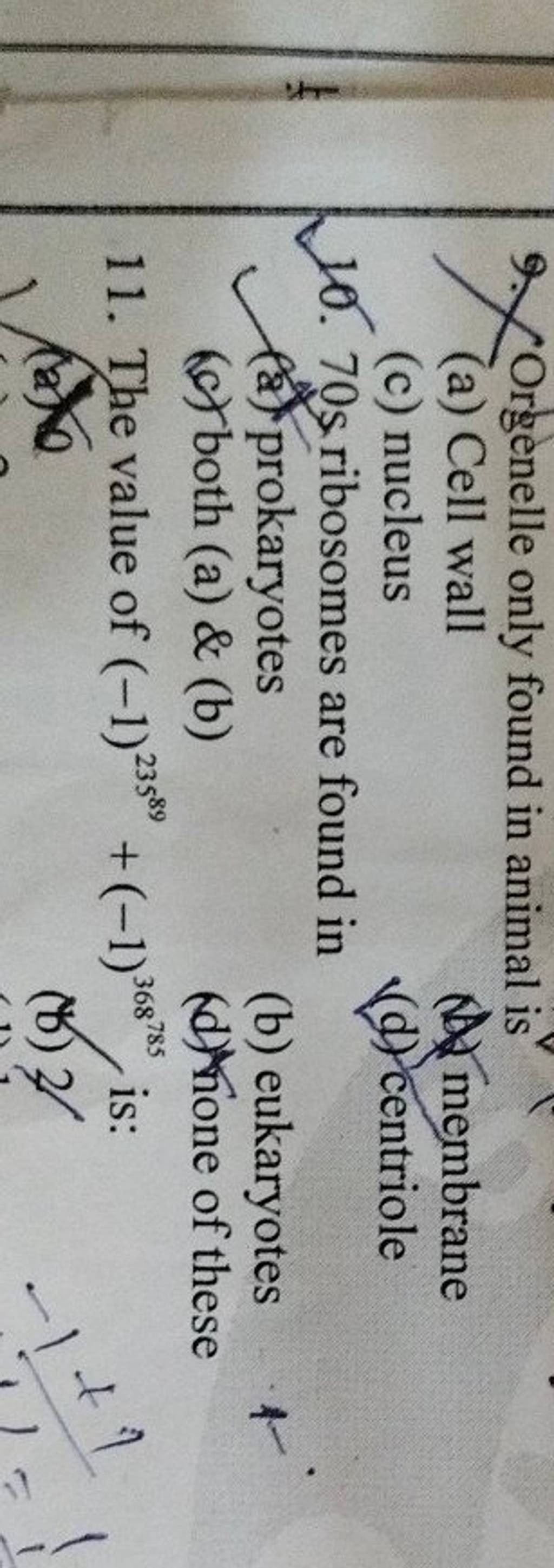 70 S Ribosomes Are Found In Filo 70-s-ribosomes-are-found-in-filo
