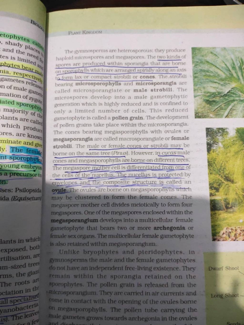 PLANT KINGDOM The gymnosperms are heterosporous they produce haploid mic..