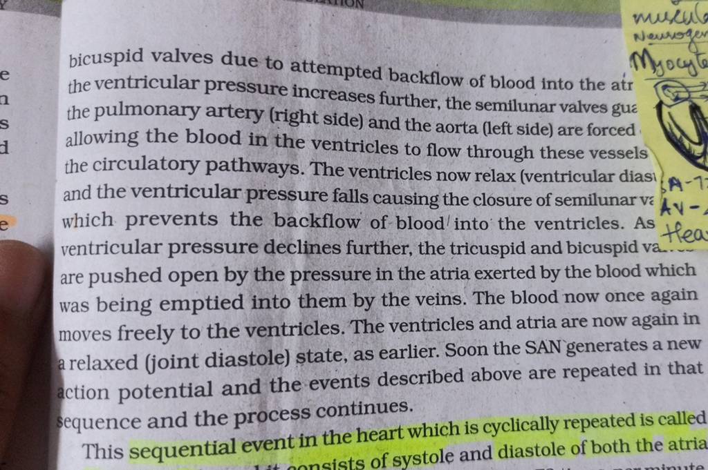 bicuspid valves due to attempted backflow of blood into the at the ventri..