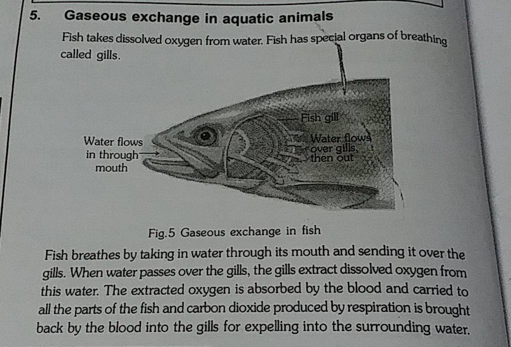 5. Gaseous exchange in aquatic animals Fish takes dissolved oxygen from w..
